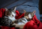 Zwei weiss-graue Katzen die in einem Bett in einer roten Decke eingekuschelt sind