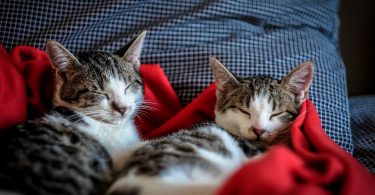 Zwei weiss-graue Katzen die in einem Bett in einer roten Decke eingekuschelt sind