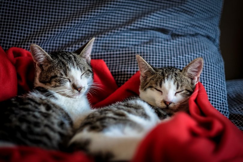 Zwei weiss-graue Katzen die in einem Bett in einer roten Decke eingekuschelt sind