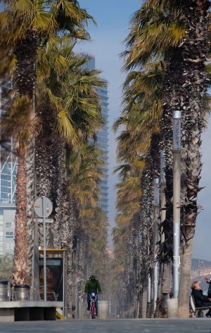 eine lange Allee an der Barceloneta mit hohen Palmen links und rechts davon und einem Fahrradfahrer