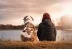 eine Person in schwarzer Jacke und ein großer braun-weißer Hund die beide am Ufer eines Sees sitzen