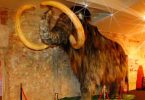 Ein Mammut in Originalgrösse im Museum