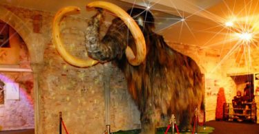 Ein Mammut in Originalgrösse im Museum