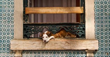 hund in barcelona der am balkon liegt und runter schaut