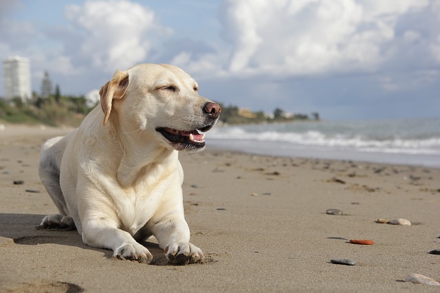 Labrador liegt am Strand von Barcelona