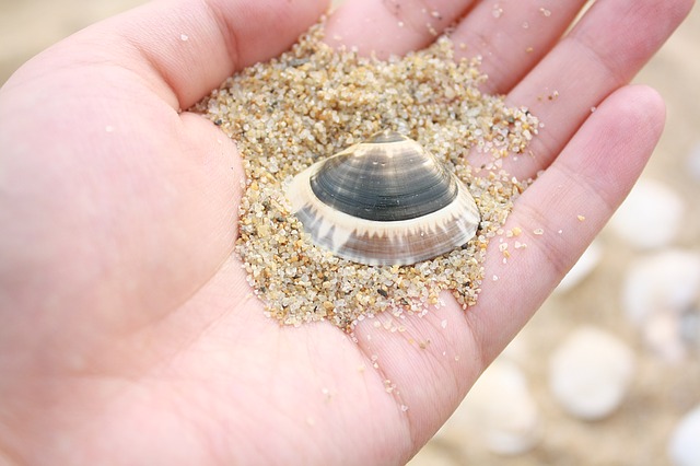 eine Hand die eine kleine schwarz-weiße Muschel und etwas Sand hält