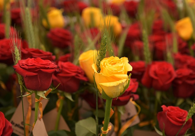 rote und gelbe Rosen die traditionell zum Sant Jordi Tag in Katalonien verschenkt werden