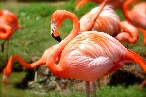 Flamingos auf einer Wiese