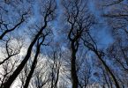 kahle Bäume von unten Richtung Himmel fotografiert mit blau bewölktem Himmel