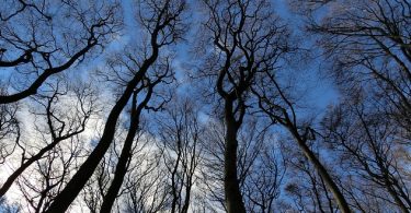 kahle Bäume von unten Richtung Himmel fotografiert mit blau bewölktem Himmel