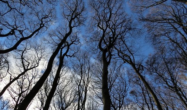 kahle Bäume von unten Richtung Himmel fotografiert mit blau bewölktem Himmel