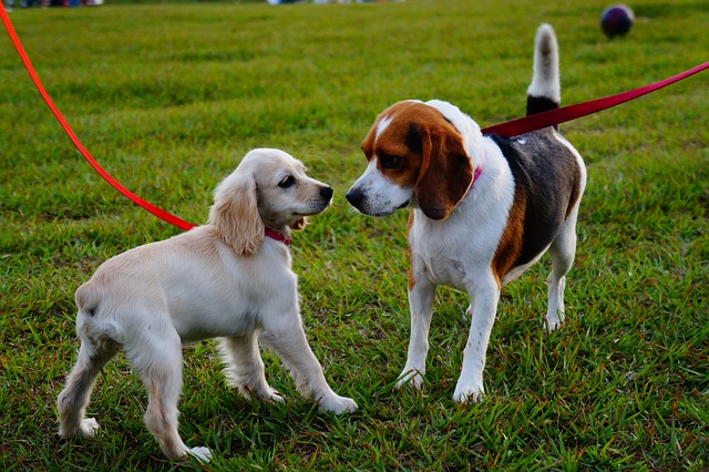zwei mittelgroße Hunde, beide an roten Leinen, die sich schüchtern beschnüffeln