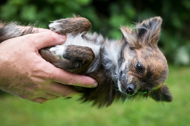 ein kleiner brauner Hund der in zwei händen mit dem Bauch nach oben gehalten wird