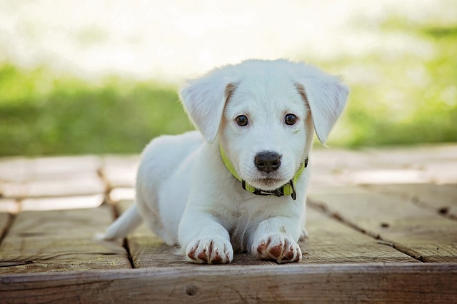ein kleiner weißer Hundewelpe der auf dem gehsteig liegt und aufmerksam in die kamara schaut