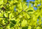 Grüne Blätter im Frühling
