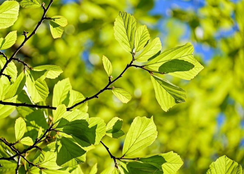 Grüne Blätter im Frühling