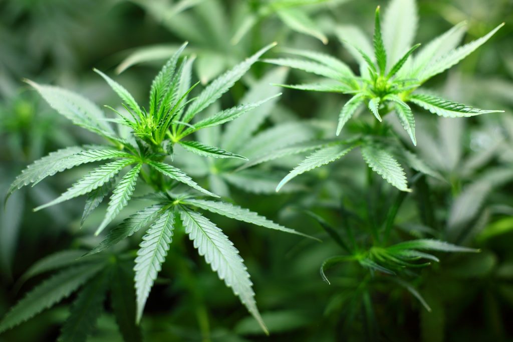 leuchtend grüne Cannabis-Pflanzen