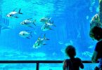 ein kleines Kind und eine Frau schauen auf ein grosses Aquarium mit Goldbrassen