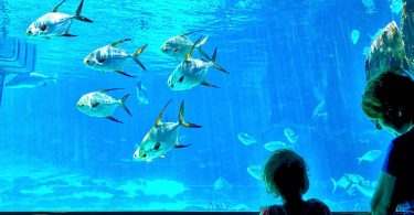 ein kleines Kind und eine Frau schauen auf ein grosses Aquarium mit Goldbrassen