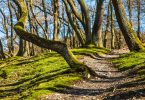 schmaler Waldweg mit vielen Baumstämmen drum herum
