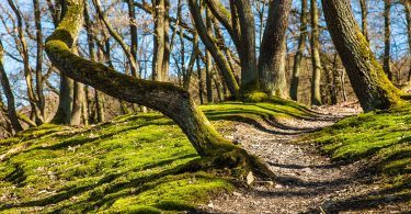 schmaler Waldweg mit vielen Baumstämmen drum herum