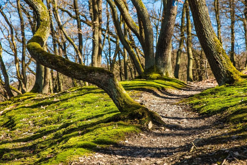 schmaler Waldweg mit vielen Baumstämmen drum herum