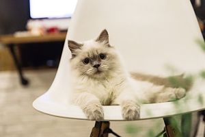 weiss-graue, kleine Siamkatze auf einem modernem weissen Plastikstuhl in einer Wohnung