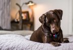 Ein Schokoladen farbiger Labrador liegt auf einem grauen Bett und schaut aufmerksam nach unten