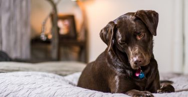 Ein Schokoladen farbiger Labrador liegt auf einem grauen Bett und schaut aufmerksam nach unten