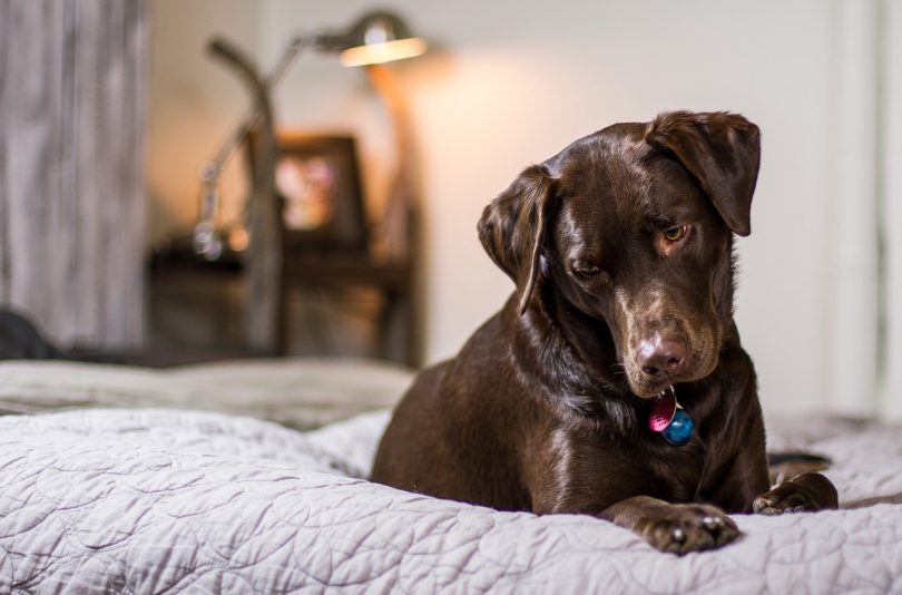 Ein Schokoladen farbiger Labrador liegt auf einem grauen Bett und schaut aufmerksam nach unten