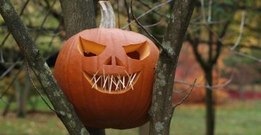 Ein Halloween Kürbis mit Zähnen aus Zahnstochern der zwischen den ästen eines Baumes festgeklemmt ist