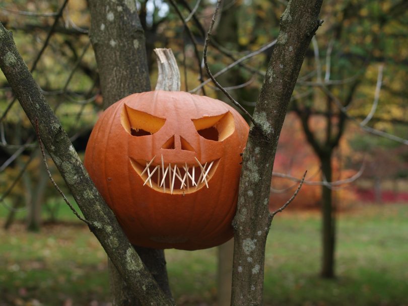 Ein Halloween Kürbis mit Zähnen aus Zahnstochern der zwischen den ästen eines Baumes festgeklemmt ist