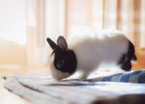 ein schwarz weisses Zwergkaninchen dass an einem blau karriertem Teppich am Boden riecht