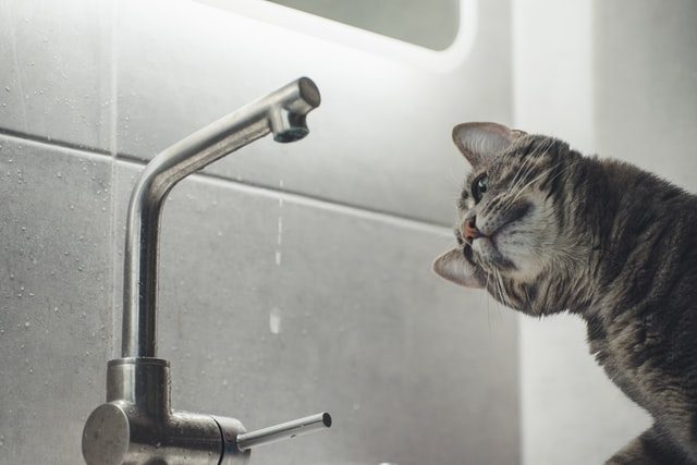 eine graue Katze die einen tropfenden Wasserhahn beobachtet