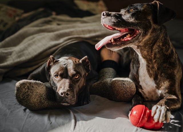 die Füße einer Person mit Wollsocken im Bett, auf seinem rechten Bein liegt ein Hund und neben seinem linken Bein sitzt ein Hund mit einem roten Gummispielzeug