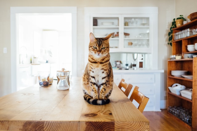 eine getigerte Katze die auf einem Holztisch sitzt