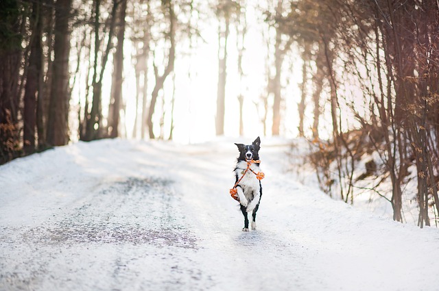 ein Borderkolie der auf einem verschneiten Waldweg sein orangenes Spielzeug aportiert