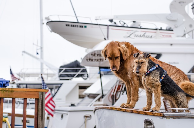 zwei Hunde die auf einem Schiff stehen und nach unten ins Wasser schauen